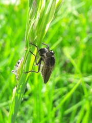 Epipamponeurus americanus