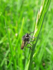 Epipamponeurus americanus