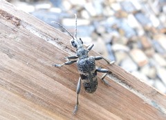 Rhagium mordax