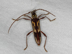 Coptocercus rubripes
