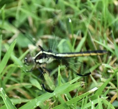 Libellula cyanea