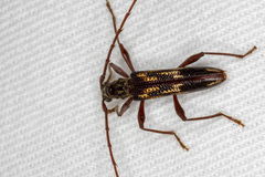 Coptocercus rubripes