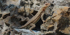 Sceloporus graciosus gracilis