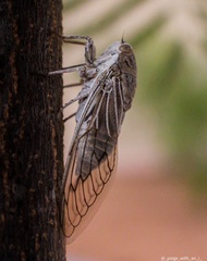 Platypleura arabica
