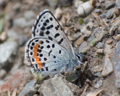 Euphilotes heracleoides