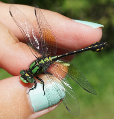 Ophiogomphus howei