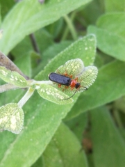Cantharis flavilabris