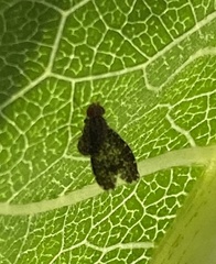 Trypetisoma sticticum