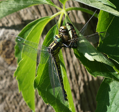 Gomphurus lineatifrons