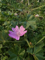 Malva sylvestris