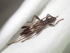 Coptocercus rubripes