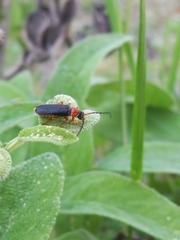 Cantharis flavilabris