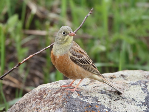 Ortolan Bunting