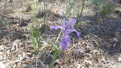 Iris hartwegii australis