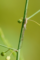 Tetragnatha versicolor