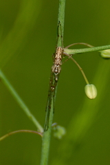 Tetragnatha versicolor
