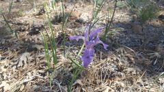 Iris hartwegii australis