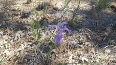 Iris hartwegii australis