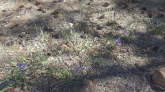 Iris hartwegii australis