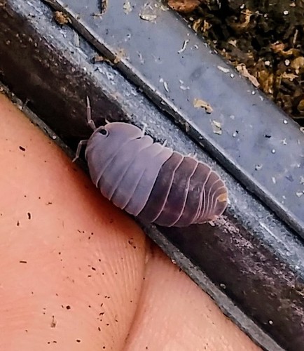 Little Sea Pill Woodlouse photo 3