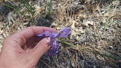 Iris hartwegii australis