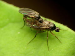 Gymnophora
