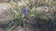 Iris hartwegii australis