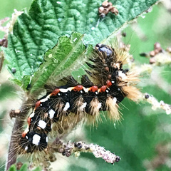 Acronicta rumicis