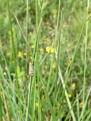 Chrysocramboides craterella