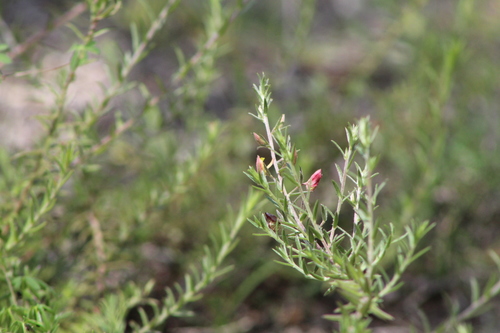 Krameria revoluta (Krameria revoluta)