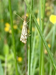 Chrysocramboides craterella