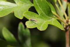 Coleophora spinella