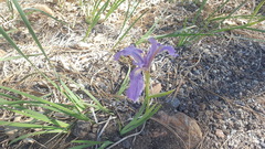 Iris hartwegii australis