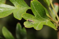 Coleophora spinella