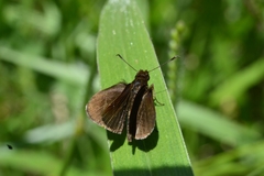 Lepidoptera