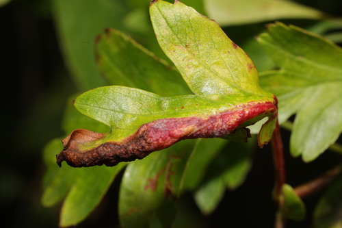 Hawthorn-carrot Aphid