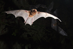 Mormoops megalophylla