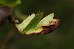 Dysaphis crataegi