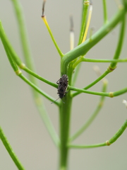 Sphragisticus nebulosus