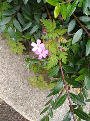 Geranium robertianum