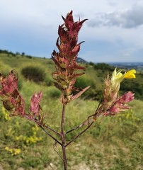 Melampyrum carstiense