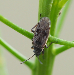 Sphragisticus nebulosus