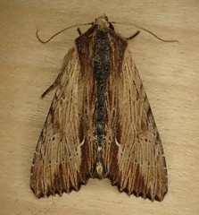 Apamea cuculliformis