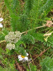 Achillea millefolium