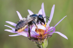Megachile inermis