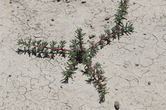 Halogeton glomeratus