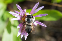 Megachile inermis
