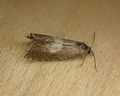 Dichrorampha simulana