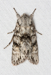 Egira simplex