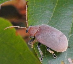 Menippus cynicus